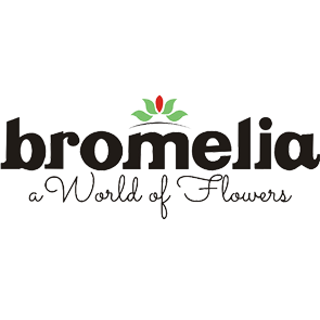 Bromelia indah
